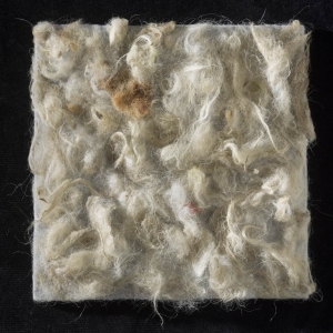 TOUCHING BEUYS - lana di pecora reperita su filo spinato in un pascolo di Ocre (AQ), su feltro - cm 25x25 - 2021